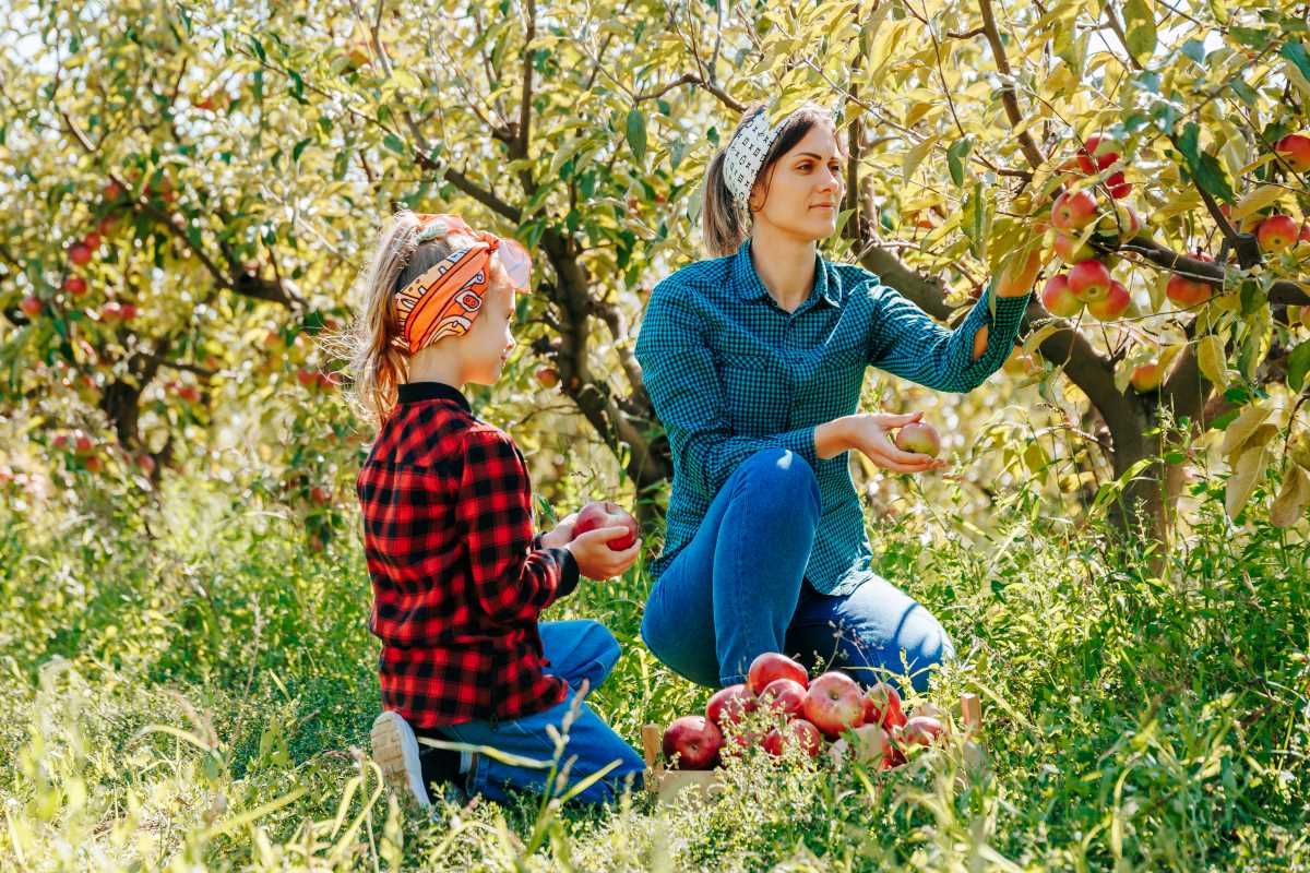 Apfel pflücken in Ammerland: Wann ist es erlaubt, wann nicht