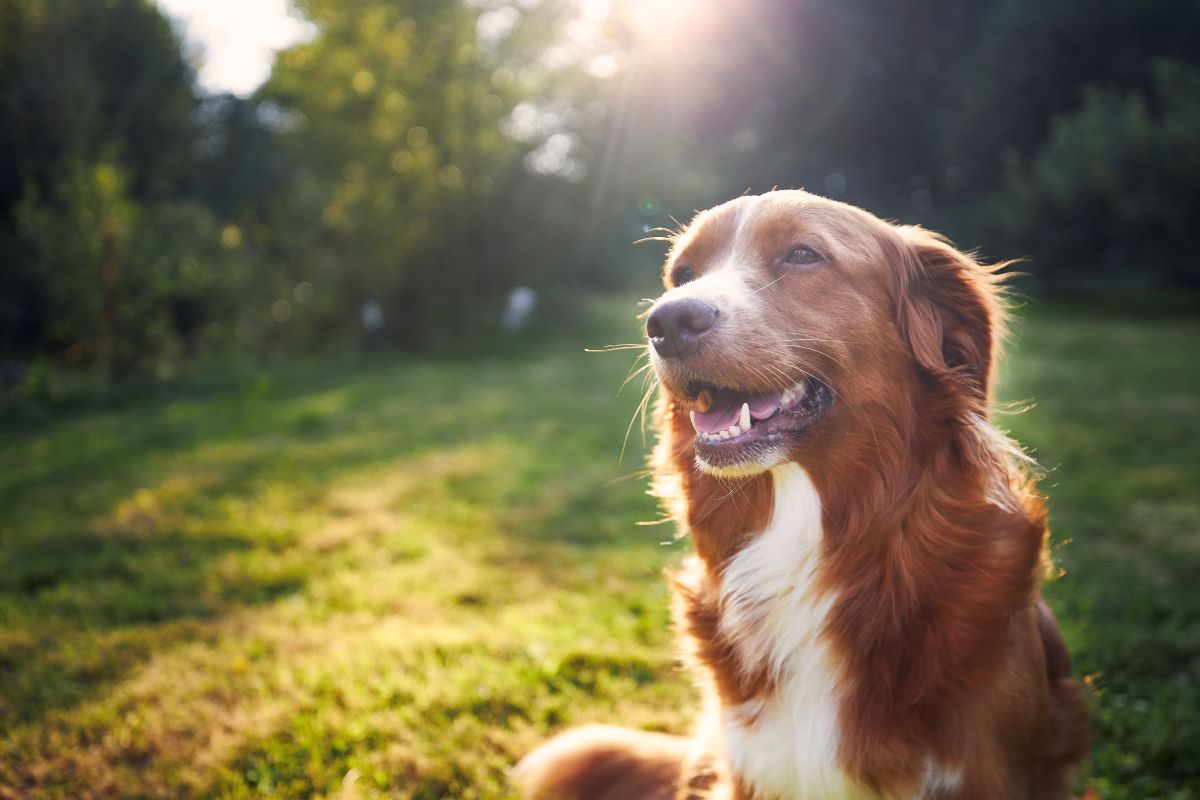 Hund vermisst in Ammerland – Erste Schritte zur Suche