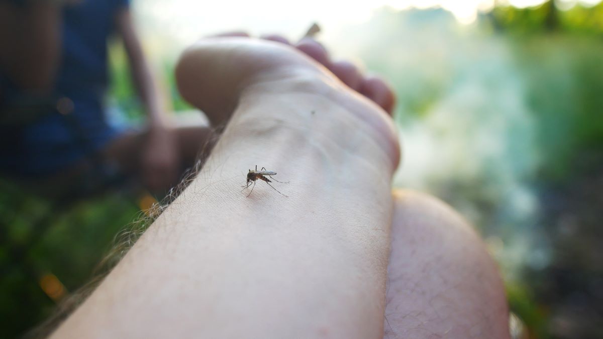 Insektenstiche in Ammerland: Erste Hilfe und richtige Vorsic