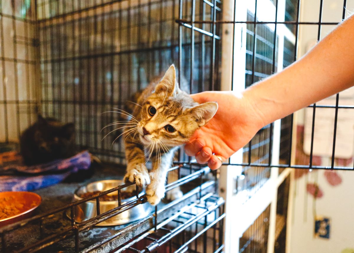 Katze mikrochippen in Ammerland — Warum es wichtig ist