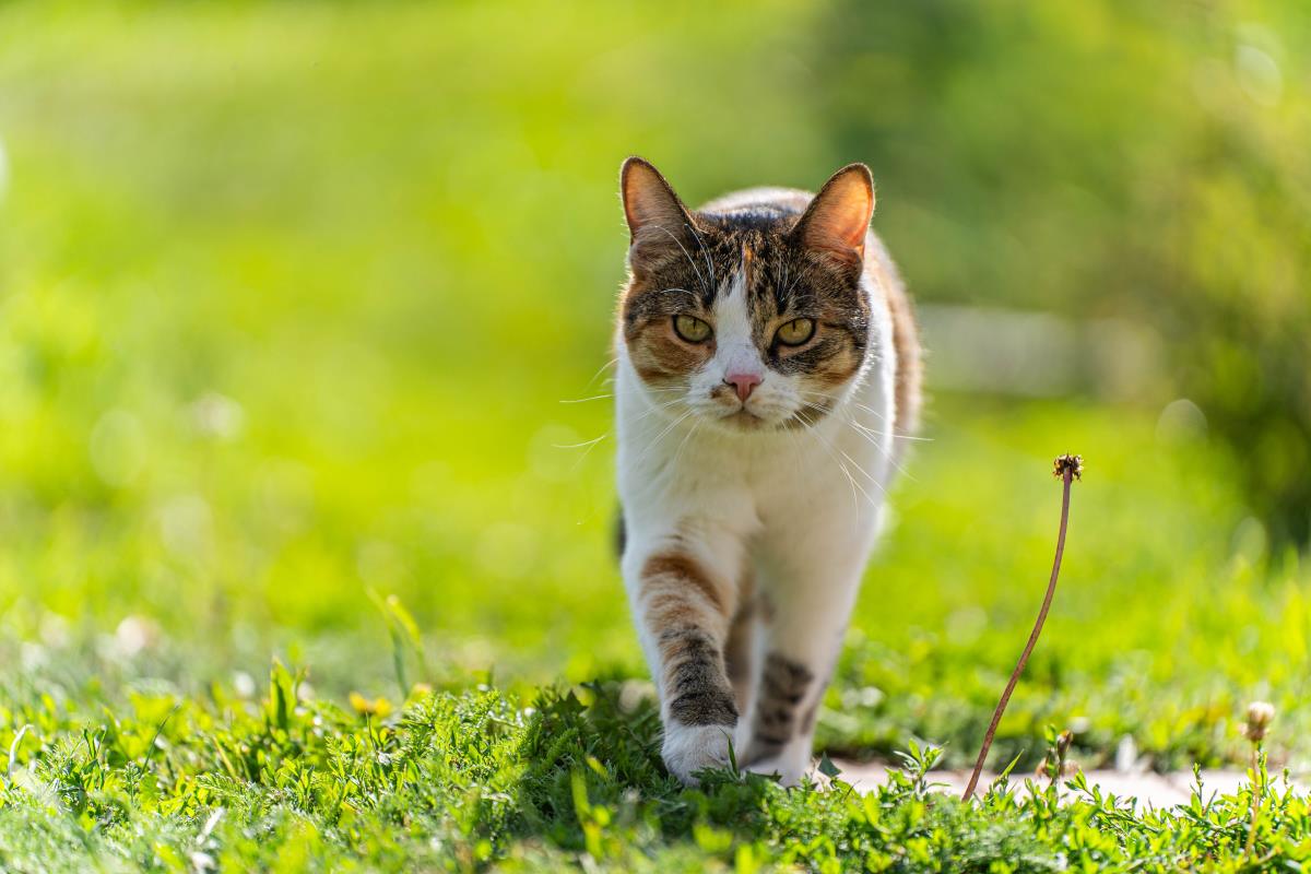 Katze freilaufend in Ammerland – Das müssen Sie über Rechte 