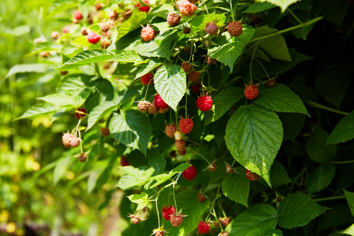 Streuobstwiese mit Hecke einfrieden in Ammerland — was ist e