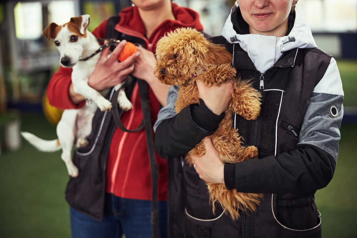 Tier adoptieren statt kaufen – Ammerland Tierheim Guide